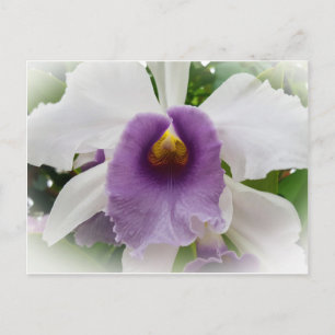 White Cattleya Orchid Blume Postkarte