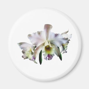 White Cattleya Orchids Magnet