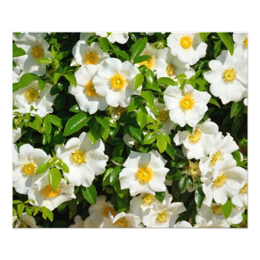 White Cherokee Rose Fotodruck (Vorne)