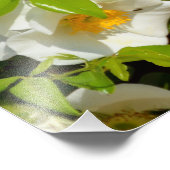White Cherokee Rose Fotodruck (Ecke)