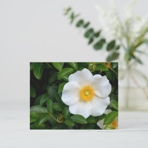 White Cherokee Rose Postkarte