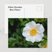 White Cherokee Rose Postkarte (Vorne/Hinten)