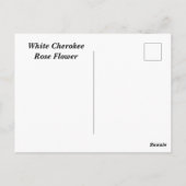 White Cherokee Rose Postkarte (Rückseite)