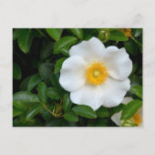 White Cherokee Rose Postkarte (Vorderseite)