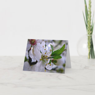 White Cheroms Note Card Karte