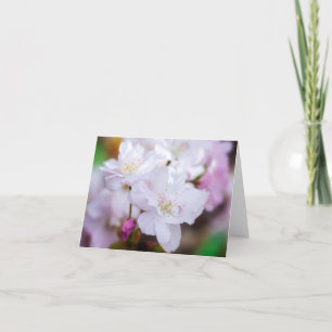 White Cherry Blossom Grußkarte Karte