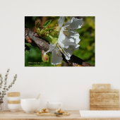 White Cherry Blossom Poster (Küche)