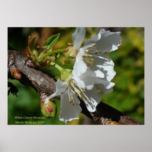 White Cherry Blossom Poster (Vorne)