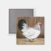 White Chicken Magnet (Vorderseite/Rückseite)