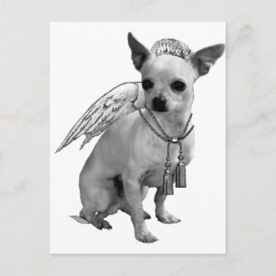 White Chihuahua Angel Wings Postkarte