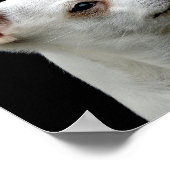 White Chihuahua Kopf auf schwarzem Hintergrund Poster (Ecke)