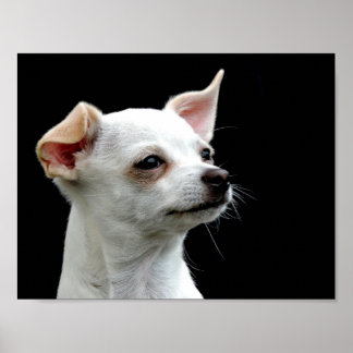White Chihuahua Kopf auf schwarzem Hintergrund Poster
