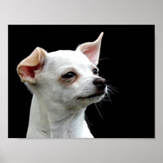 White Chihuahua Kopf auf schwarzem Hintergrund Poster (Vorne)