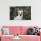 White Chihuahua Leinwanddruck (Insitu (Wohnzimmer))