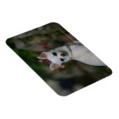 White Chihuahua Magnet (Rechte Seite)