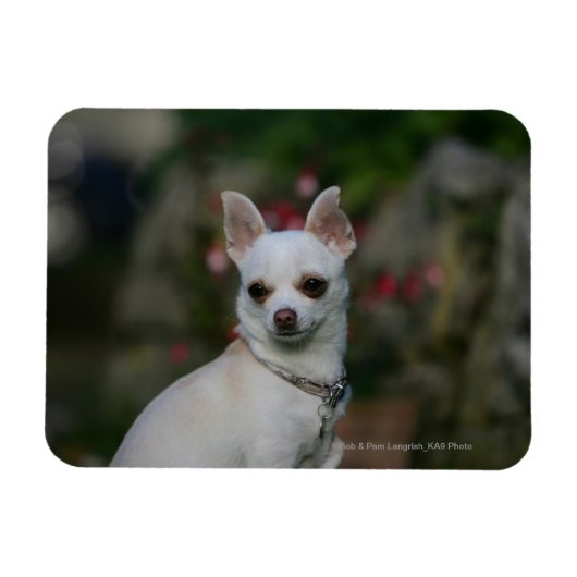 White Chihuahua Magnet (Horizontal)