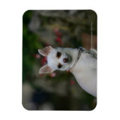 White Chihuahua Magnet (Vertikal)