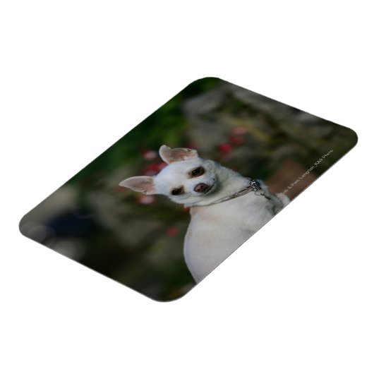 White Chihuahua Magnet (Linke Seite)