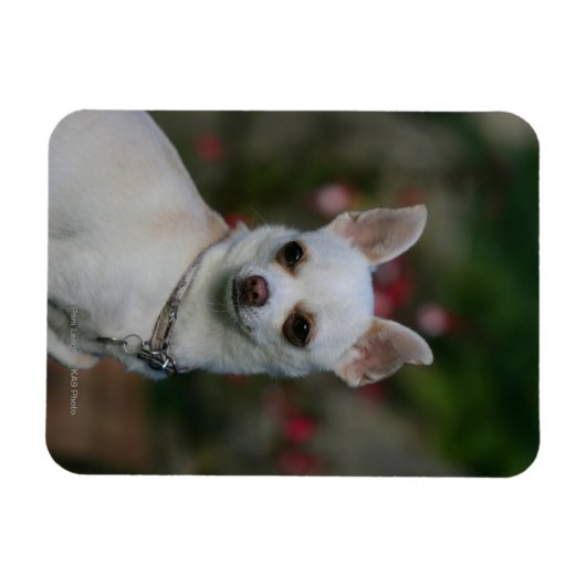 White Chihuahua Magnet (Horizontal)