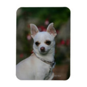 White Chihuahua Magnet (Vertikal)