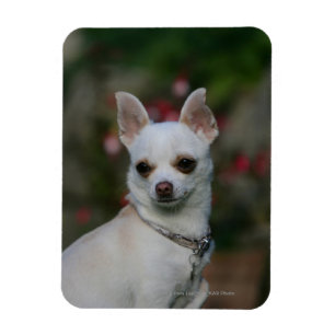 White Chihuahua Magnet