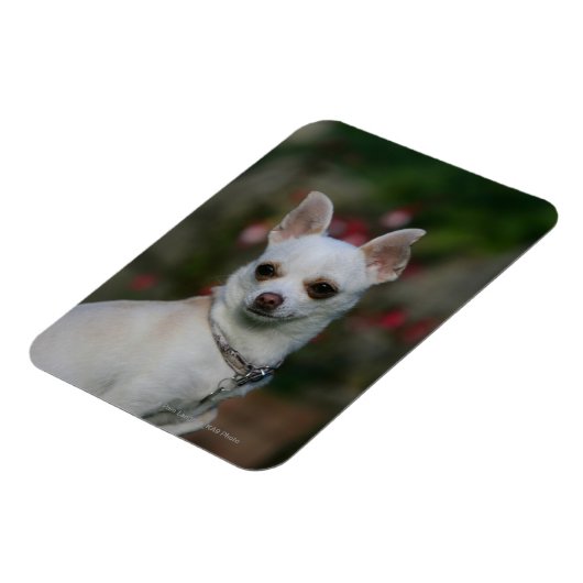 White Chihuahua Magnet (Linke Seite)