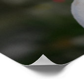 White Chihuahua Poster (Ecke)