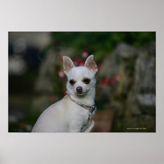 White Chihuahua Poster (Vorne)