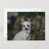 White Chihuahua Postkarte (Vorne/Hinten)