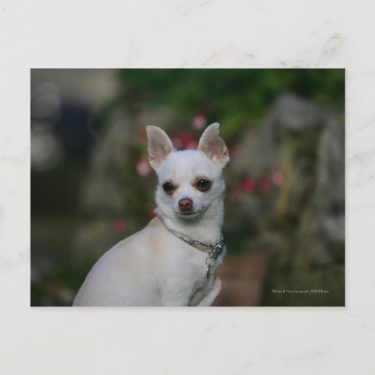White Chihuahua Postkarte (Vorderseite)
