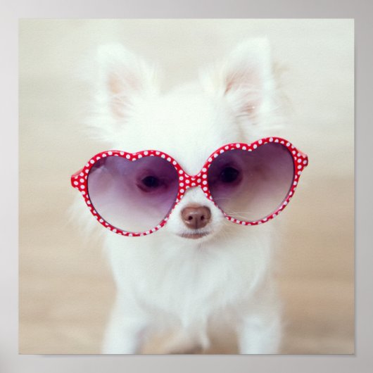 White Chihuahua Puppy Poster (Vorne)