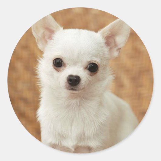 White Chihuahua Runder Aufkleber (Vorderseite)