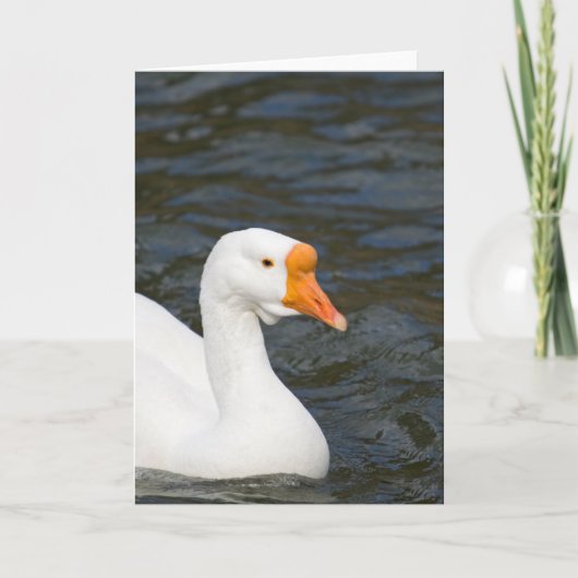 White Chinese Goose Karte (Vorderseite)