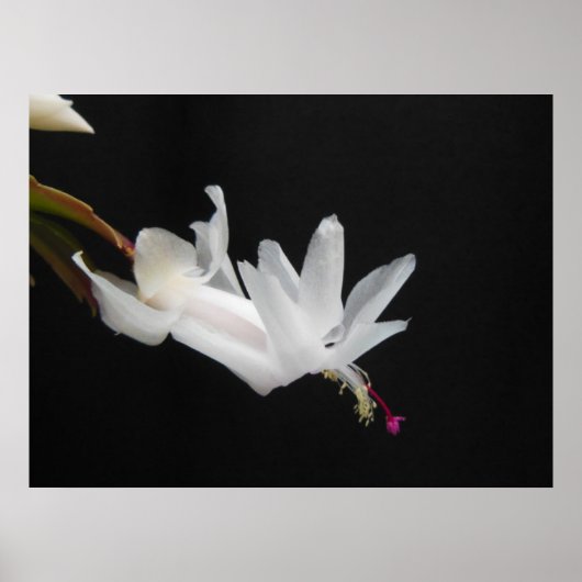 White Christmas Cactus Blume Poster (Vorne)