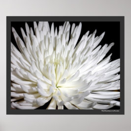 White Chrysanthemum Blume Mums Blume Foto Poster