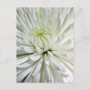 White Chrysanthemum Blume Mums Blume Foto Postkarte