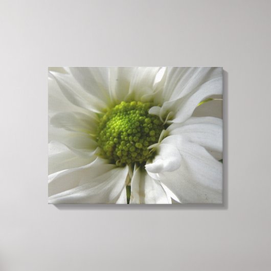 White Chrysanthemum Canvas Print Leinwanddruck (Vorderseite)