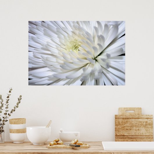 White Chrysanthemum Canvas Print Poster (Küche)