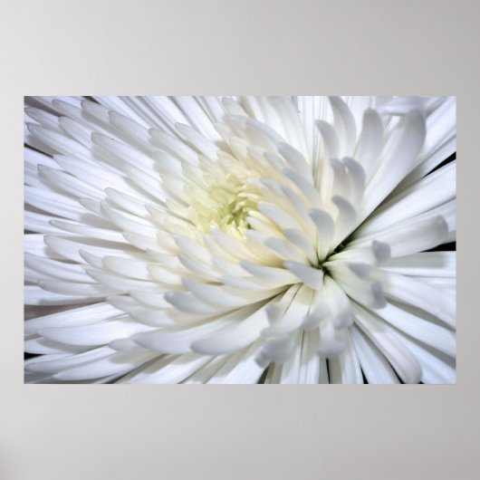 White Chrysanthemum Canvas Print Poster (Vorne)