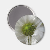 White Chrysanthemum Magnet (Vorderseite/Rückseite)