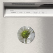 White Chrysanthemum Magnet (In Situ (Geschirrspüler))