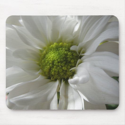 White Chrysanthemum Mousepad (Vorne)