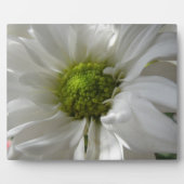 White Chrysanthemum Plaque Fotoplatte (Vorderseite)