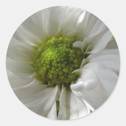 White Chrysanthemum Stickers (Vorderseite)