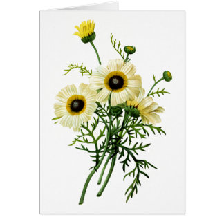 White Chrysanthemum von Pierre Joseph Redoute