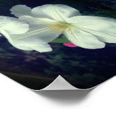 White Clematis Blume Pair Abstrakt Poster (Ecke)