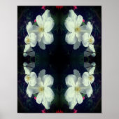 White Clematis Blume Pair Abstrakt Poster (Vorne)