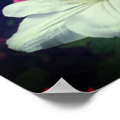 White Clematis Blume Pair Poster (Ecke)