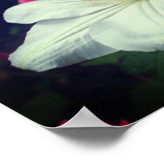 White Clematis Blume Pair Poster (Ecke)