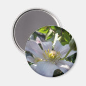 White Clematis II Magnet (Vorderseite/Rückseite)